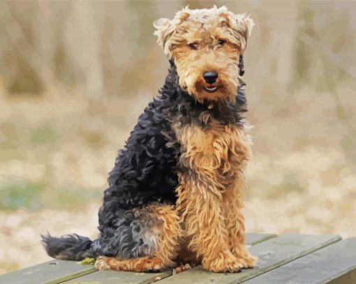 Welsh Terrier Sitting paint by number