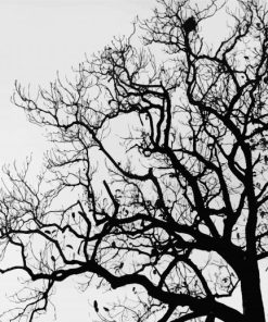 Aesthetic Black And White Tree paint by number