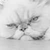 Black And White Persian Cat paint by number