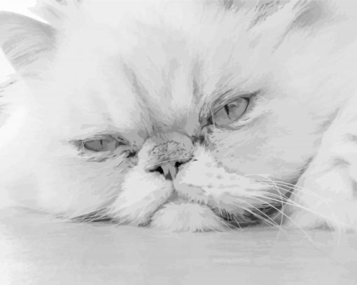 Black And White Persian Cat paint by number