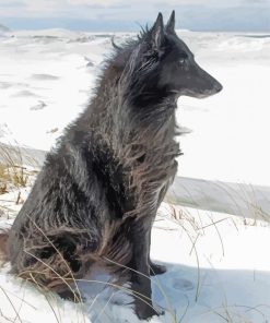 Black Ice Wolf In Snow paint by number