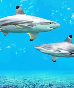 Blacktip Sharks paint by number