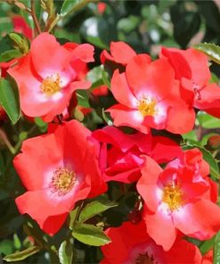 Blooming Coral Flowers paint by number