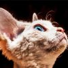 Blue Eyes Devon Rex Cat paint by number