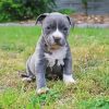 Blue Staffie paint by number