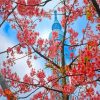 Cherry Blossoms Japan Skytree paint by number