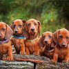 Cute Daschound Puppies paint by number