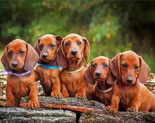 Cute Daschound Puppies paint by number