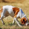 Dog Sniffing The Ground paint by number