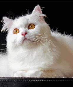 White Persian Cat paint by number