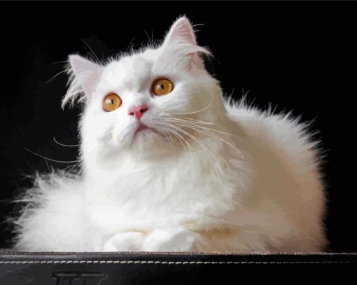 White Persian Cat paint by number