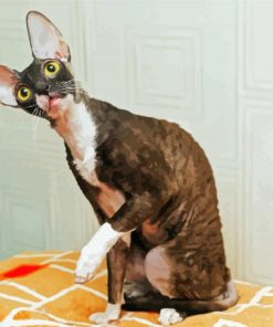 Adorable Cornish Rex paint by number