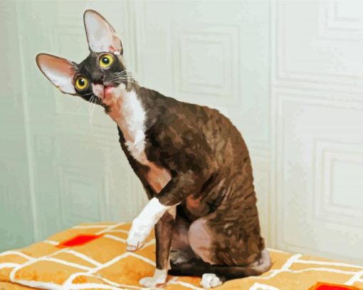 Adorable Cornish Rex paint by number