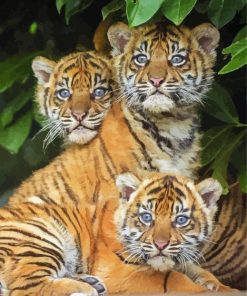 Aesthetic Three Little Tigers paint by number