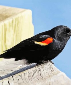 Aesthetic Red Winged Blackbird paint by number