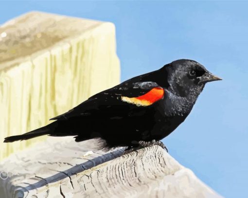 Aesthetic Red Winged Blackbird paint by number