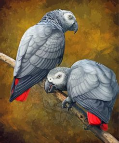 African Grey Parrots paint by number