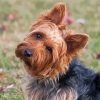 Australian Terrier Dog paint by number