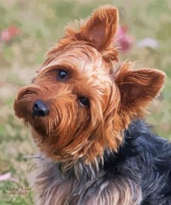 Australian Terrier Dog paint by number