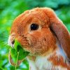 Beautiful Mini Lop paint by number