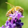 Bee Insect On Lavender Flower paint by number