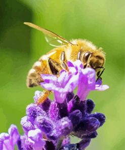 Bee Insect On Lavender Flower paint by number