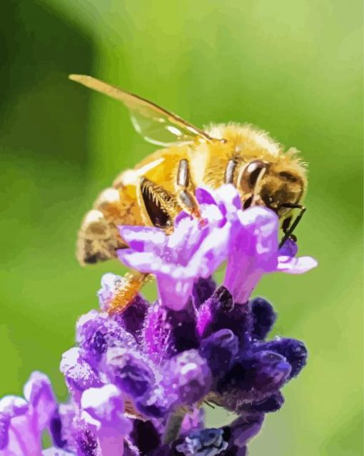 Bee Insect On Lavender Flower paint by number