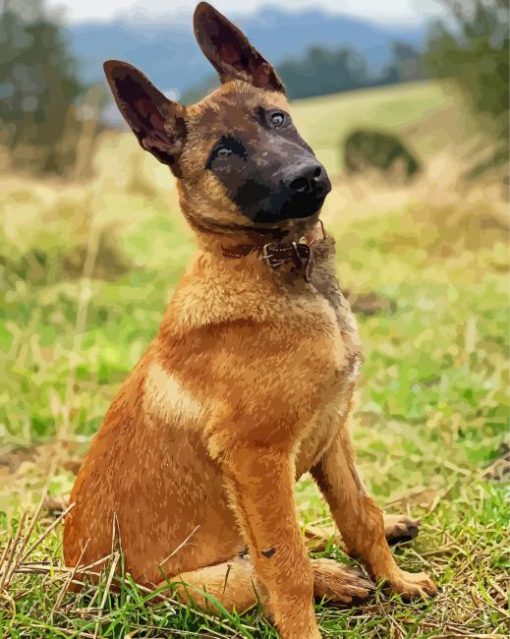 Belgian Malinois Pet paint by number