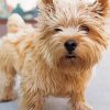 Blonde Norwich Terrier paint by number