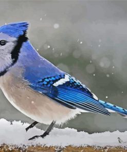 Blue Jay Bird In Winter paint by number