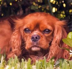 Brown King Charles Cavalier paint by number