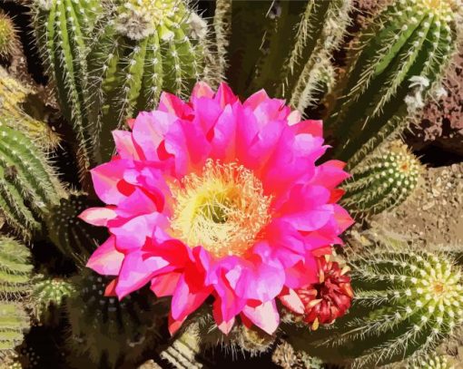 Cactus With Pink Rose paint by number