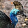 Cassowary Bird paint by number