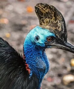 Cassowary Bird paint by number