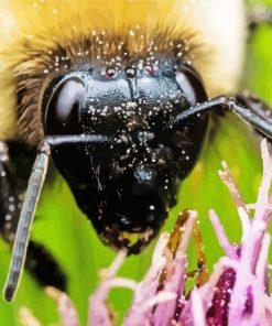 Close Up Bumble Bee Insect paint by number