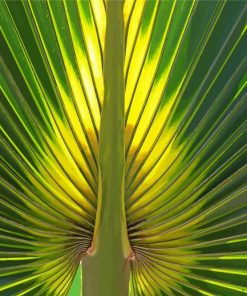 Close Up Palm Frond paint by number