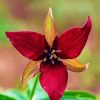 Dark Red Trillium Flower Paint by number