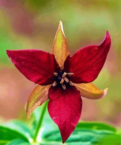 Dark Red Trillium Flower Paint by number