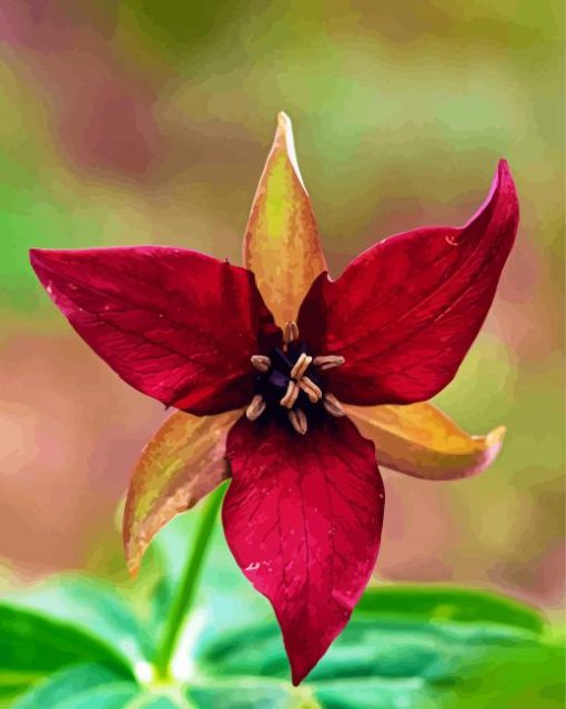 Dark Red Trillium Flower Paint by number