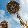 Decaying Sunflowers paint by number