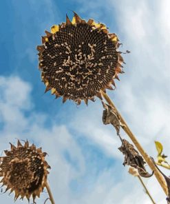 Decaying Sunflowers paint by number