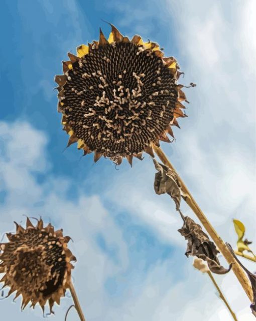 Decaying Sunflowers paint by number