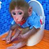 Funny Monkey On Toilet paint by number