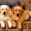 Golden Labrador Puppies paint by number