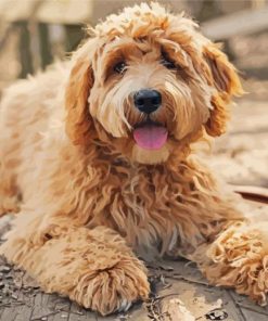 Goldendoodle Puppy paint by number