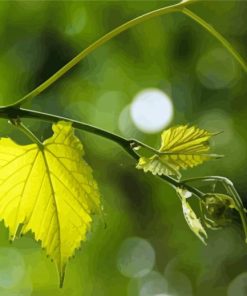 Green Vine Plant paint by number