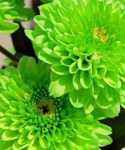 Green Flowers paint by number