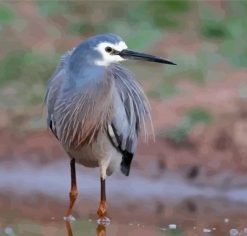 Herron Bird paint by number