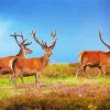 Highland Stag Animals paint by number