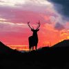 Highland Stag Sunset Silhouette paint by number